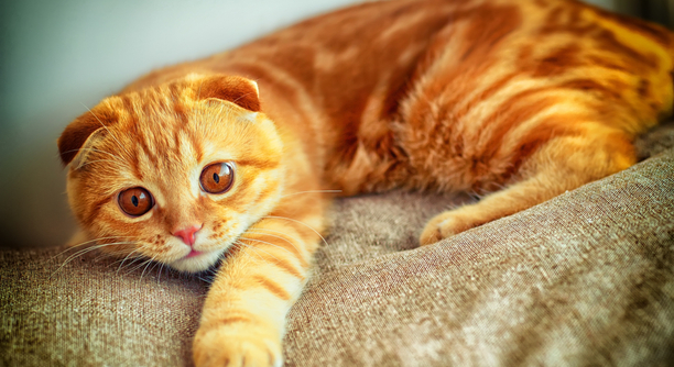 沟通的艺术沟通的四大原则,沟通的艺术学着点