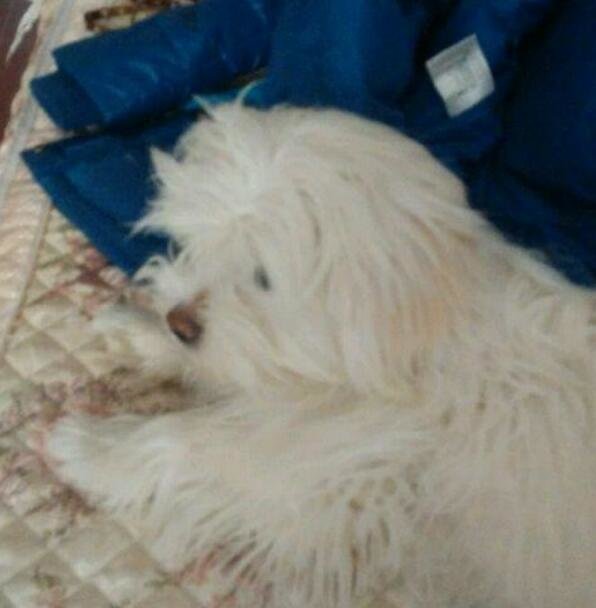 狗狗最爱待的就是我的床，今天狗狗走了，医生说了原因，好想哭