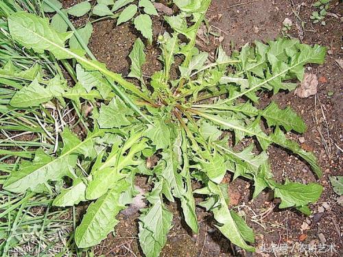 蓝花接骨草主治筋骨疼痛,风湿麻木,半身不遂,跌打损伤