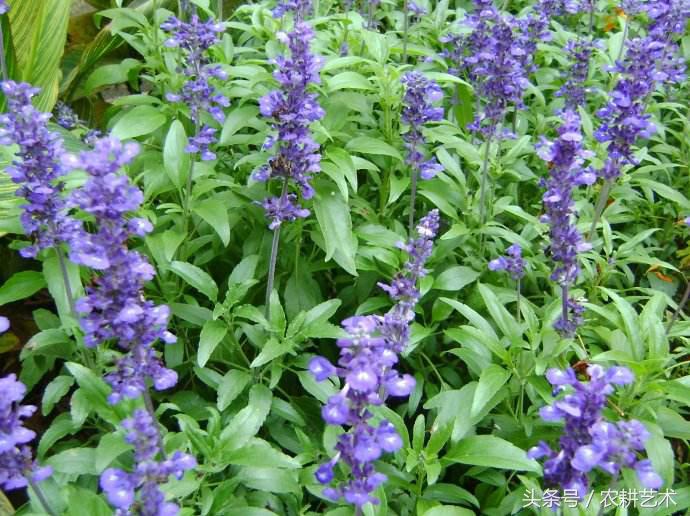 蓝花接骨草主治筋骨疼痛,风湿麻木,半身不遂,跌打损伤