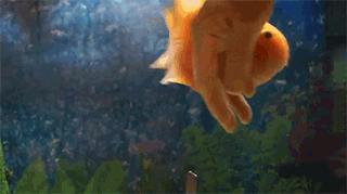 调皮鹦鹉鱼日常,鹦鹉鱼喜欢摸摸头