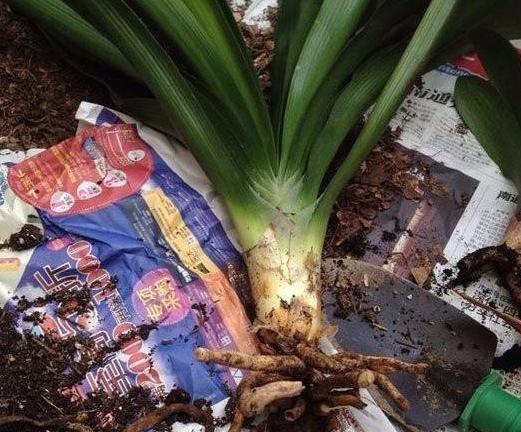 花草复合肥施肥过量怎么补救,花卉施肥过多是什么症状