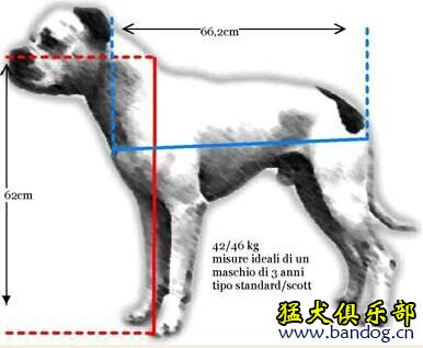 怎样区分斯塔福和比特,怎样区分卡斯罗和比特犬