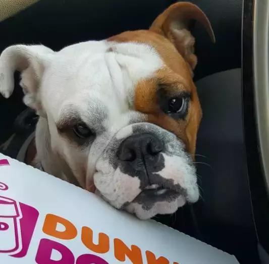 英牛的特征是什么,英牛智商高吗值得买吗