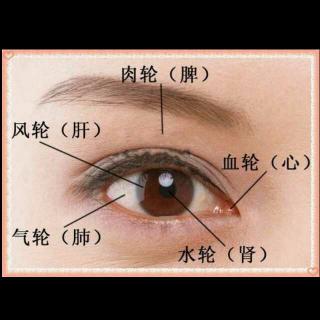 眼睛与五脏六腑关系图,眼睛与五脏六腑关系