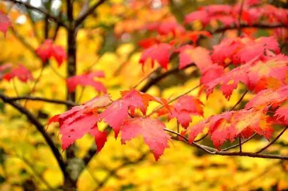 枫叶旅游拍照技巧,春季赏枫叶拍照技巧