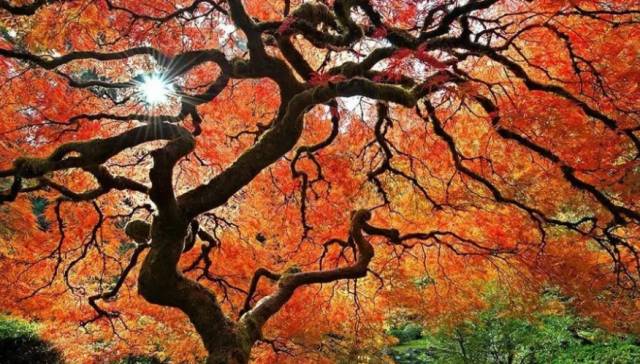 枫叶旅游拍照技巧,春季赏枫叶拍照技巧