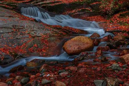枫叶旅游拍照技巧,春季赏枫叶拍照技巧