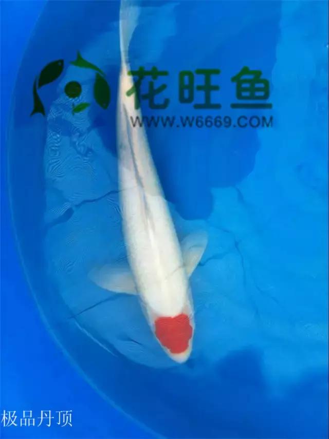 极品丹顶红,五色丹顶跟红白丹顶哪个贵