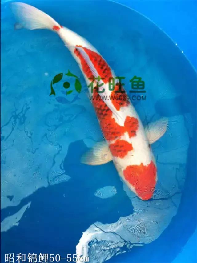 极品丹顶红,五色丹顶跟红白丹顶哪个贵