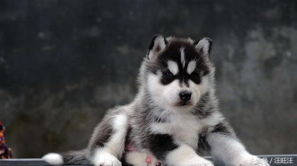 宠物狗养育常识,宠物狗的育儿方法