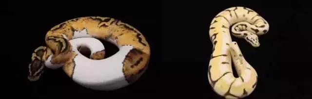 亚宠展第二弹的宠物,亚宠展有爬宠吗