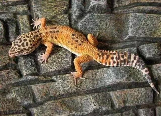 亚宠展第二弹的宠物,亚宠展有爬宠吗