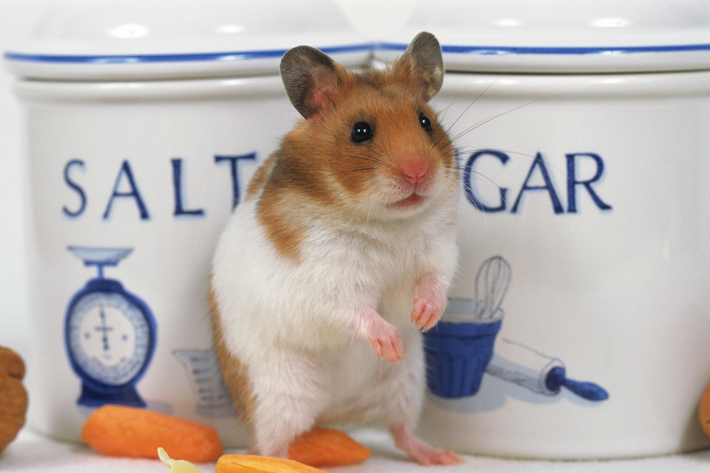 仓鼠日常喂养注意事项,新生仓鼠宝宝怎么喂养