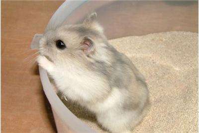 仓鼠日常喂养注意事项,新生仓鼠宝宝怎么喂养