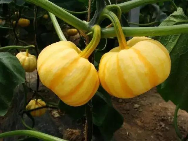 迷你农业怎么做,网红迷你农业怎么玩