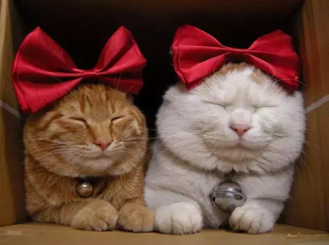 西班牙语阴阳性怎么用,西班牙语阴阳规则