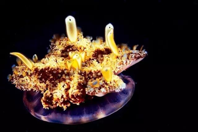 潜水的险情有哪些,潜水时遇到设备故障怎么办