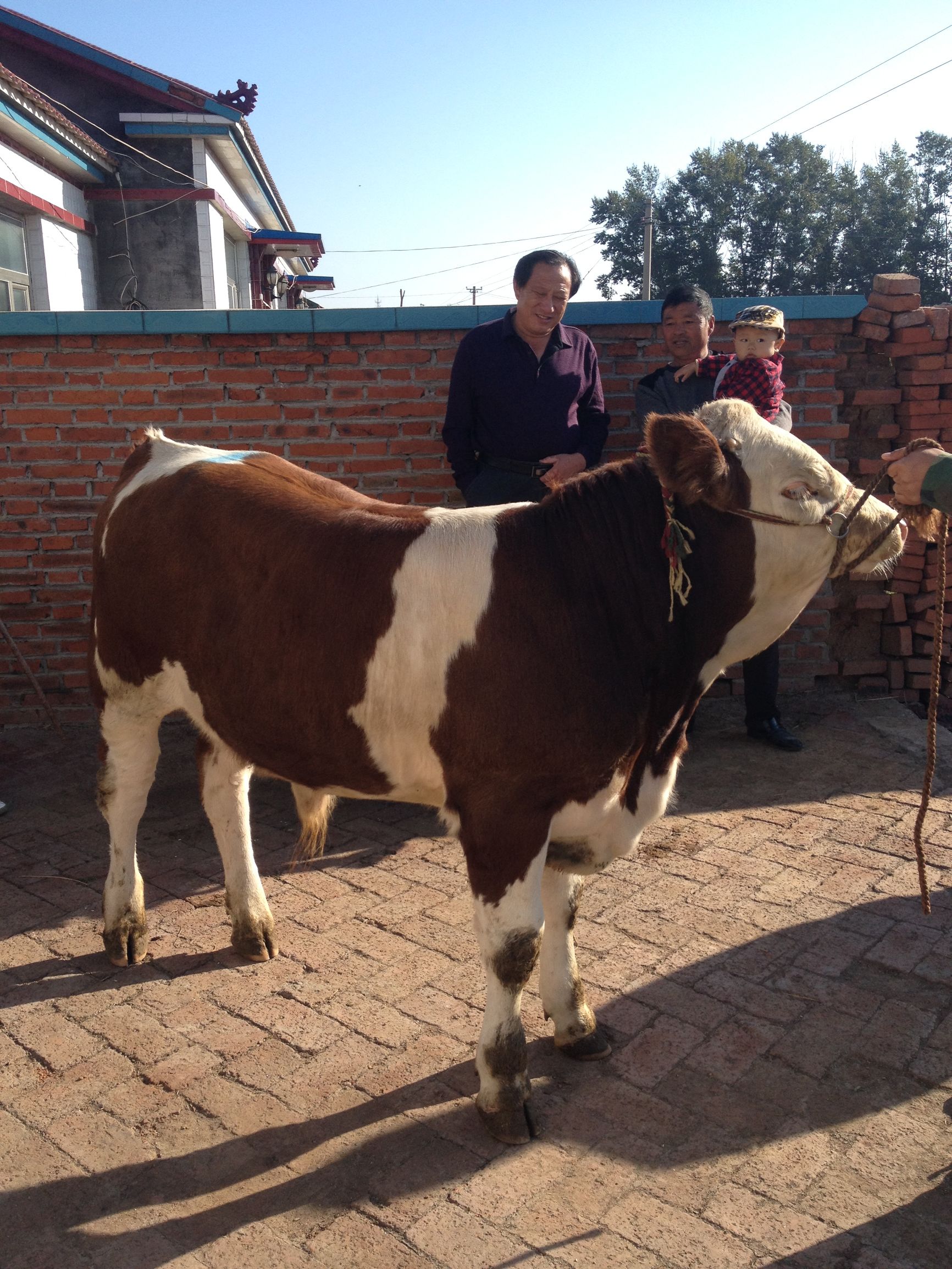 肉牛饲养疾病防治及饲养技术（11-20）