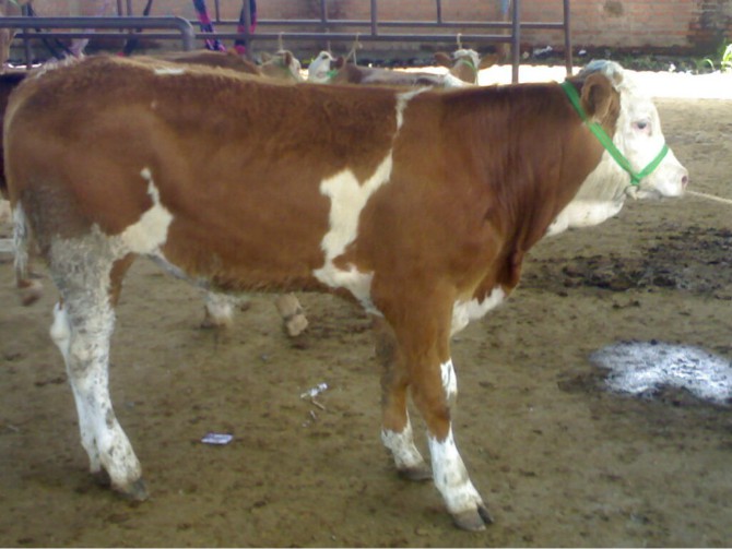 肉牛饲养疾病防治及饲养技术（11-20）