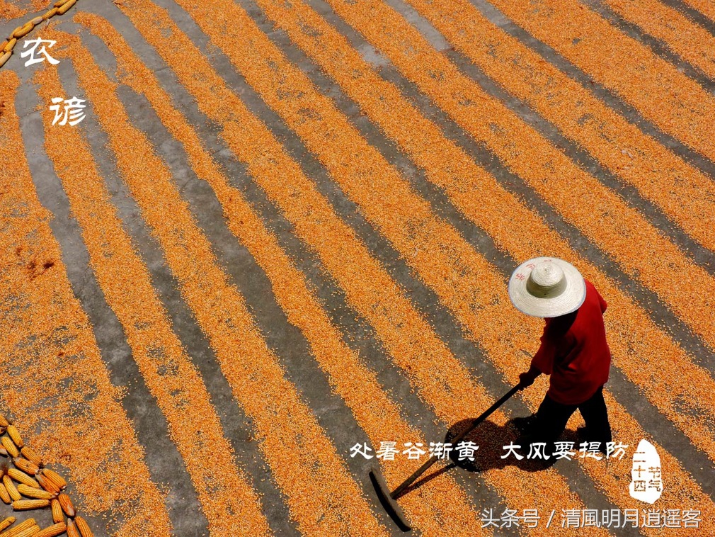 有关二十四节气处暑古诗词,处暑节气农谚
