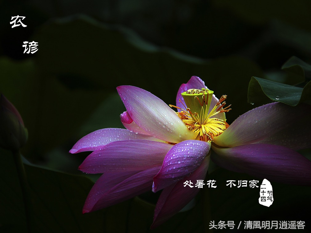 有关二十四节气处暑古诗词,处暑节气农谚