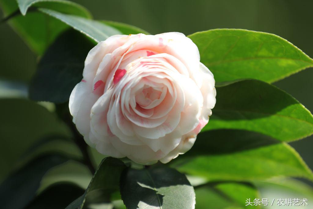 蓝花接骨草主治筋骨疼痛,风湿麻木,半身不遂,跌打损伤