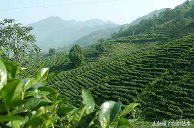 蓝花接骨草主治筋骨疼痛,风湿麻木,半身不遂,跌打损伤
