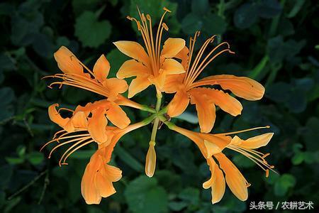 蓝花接骨草主治筋骨疼痛,风湿麻木,半身不遂,跌打损伤