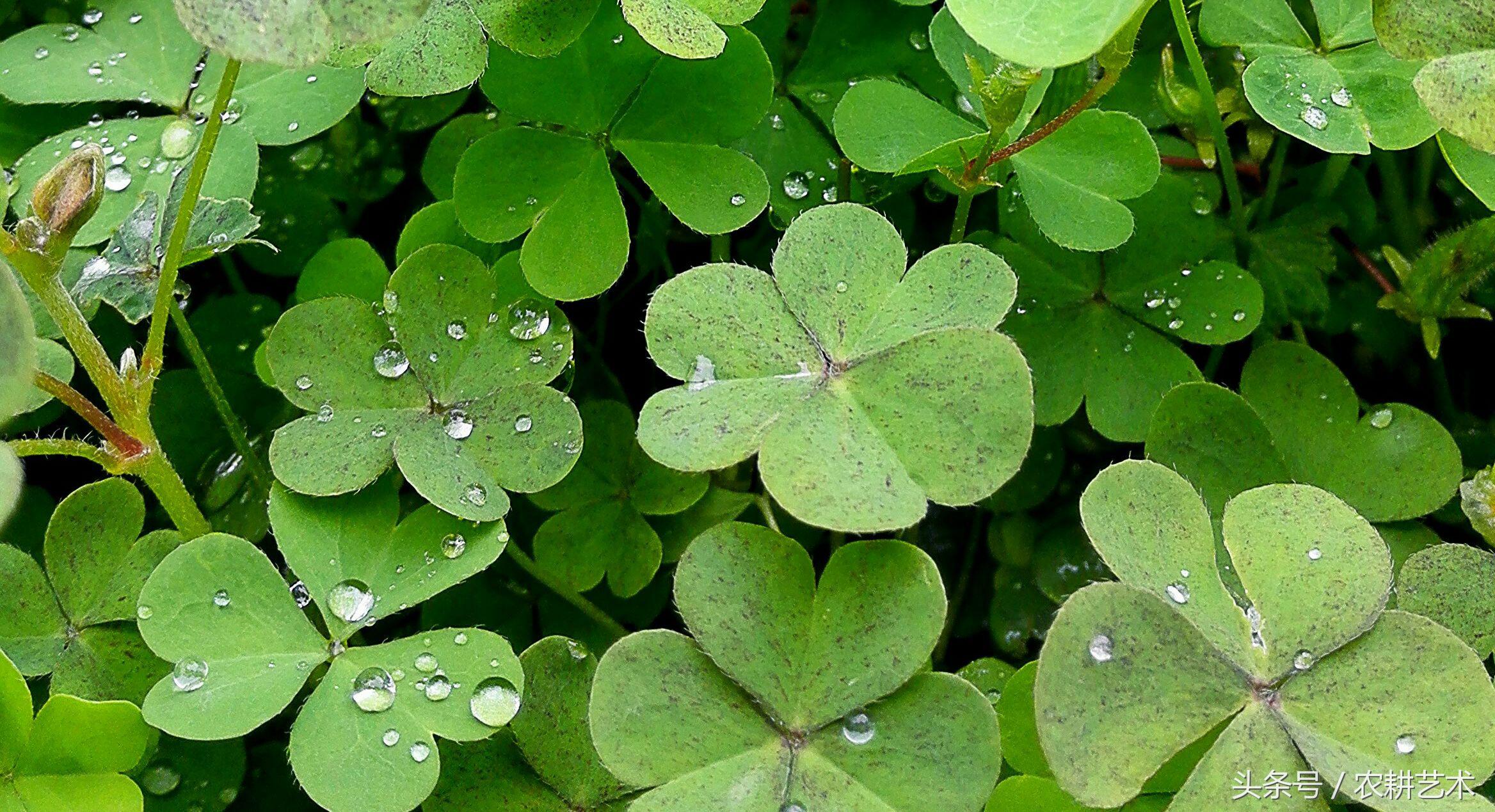 蓝花接骨草主治筋骨疼痛,风湿麻木,半身不遂,跌打损伤