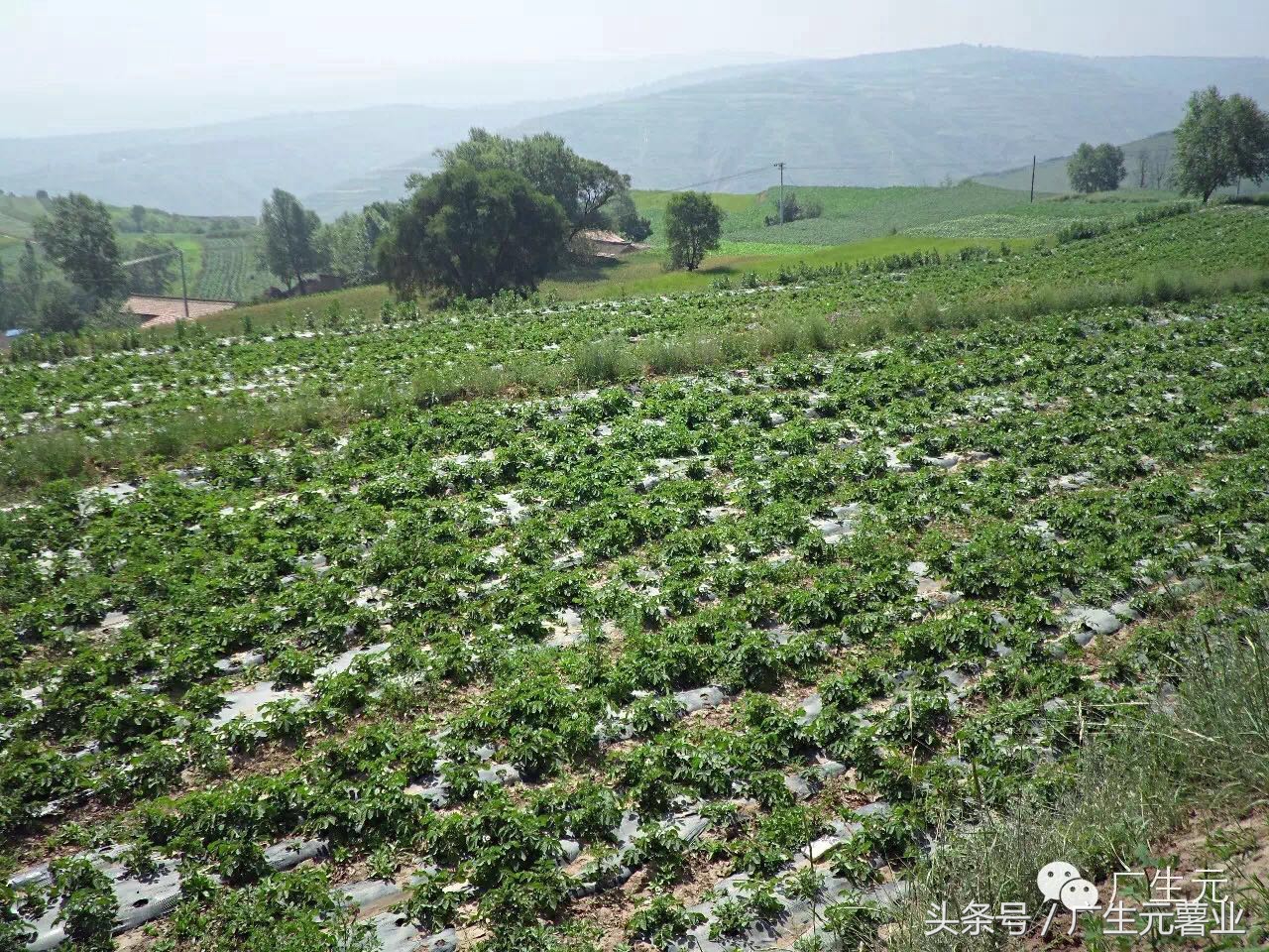 怎么避免土豆氧化,如何避免土豆发青