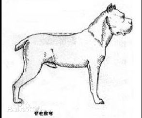 怎样区分斯塔福和比特,怎样区分卡斯罗和比特犬