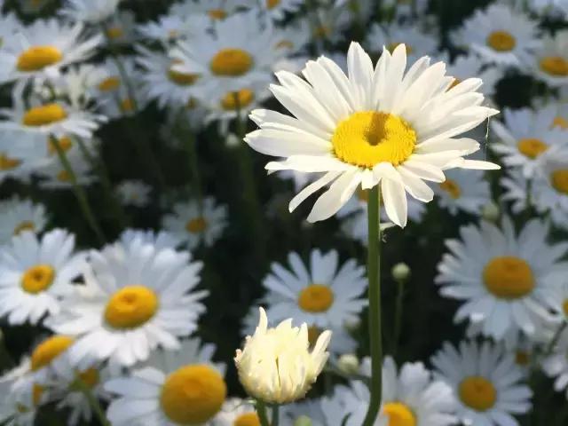 技巧：难得“糊”图，看不清楚也动人