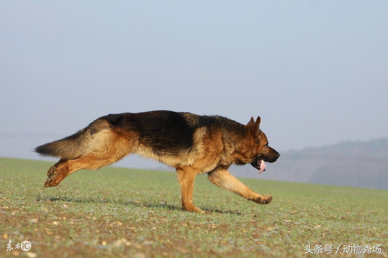 封神榜哮天犬是哪个品种的狗,天狗食月的狗是哮天犬么