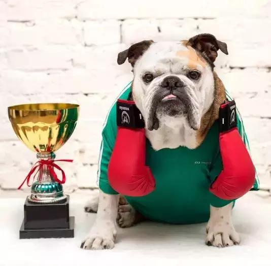 英牛的特征是什么,英牛智商高吗值得买吗