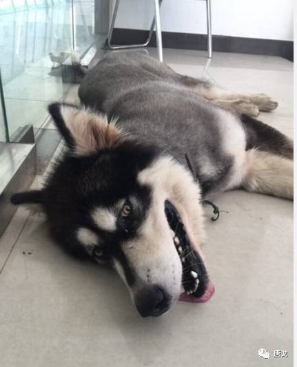 肥唐说,肥唐和阿禾