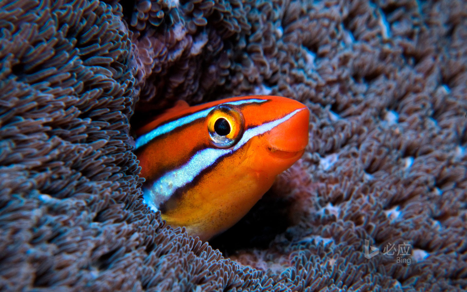 mac系统最佳垃圾清理软件,macbook怎么清理垃圾