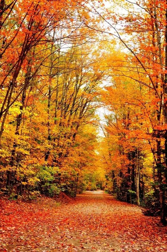 枫叶旅游拍照技巧,春季赏枫叶拍照技巧