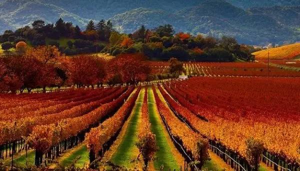 枫叶旅游拍照技巧,春季赏枫叶拍照技巧