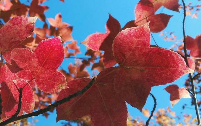 枫叶旅游拍照技巧,春季赏枫叶拍照技巧