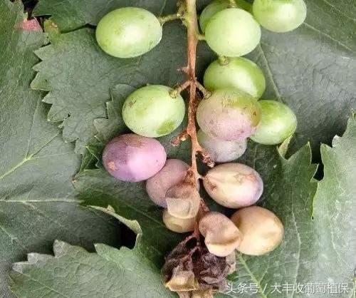 葡萄穗尖干枯怎么治,葡萄芽尖枯萎的解决方法