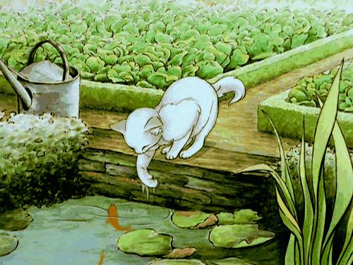 多肉玉露干瘪发黑怎么救,玉露多肉蔫了怎么补救