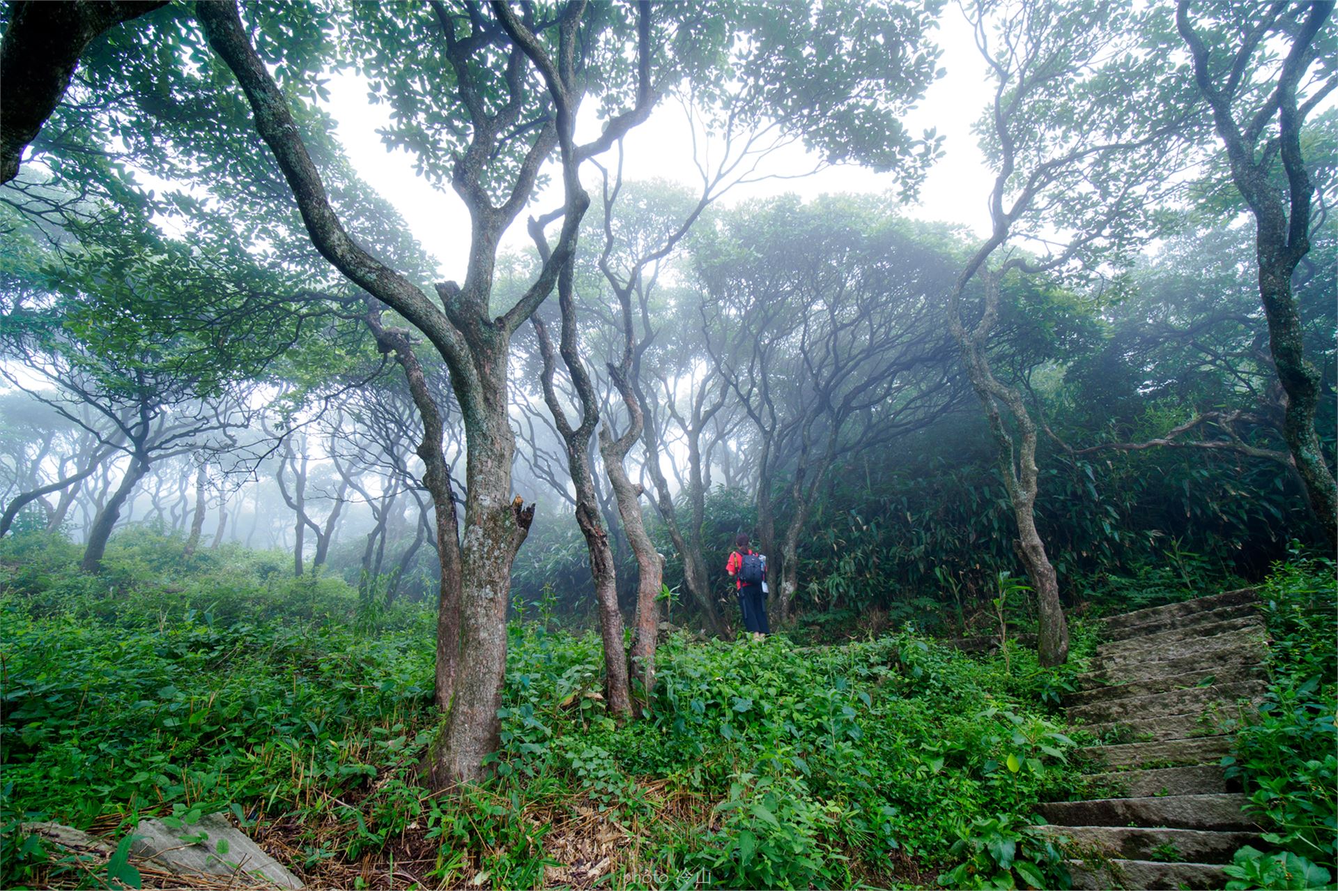 华顶千年杜鹃林,天台山石梁瀑布华顶杜鹃