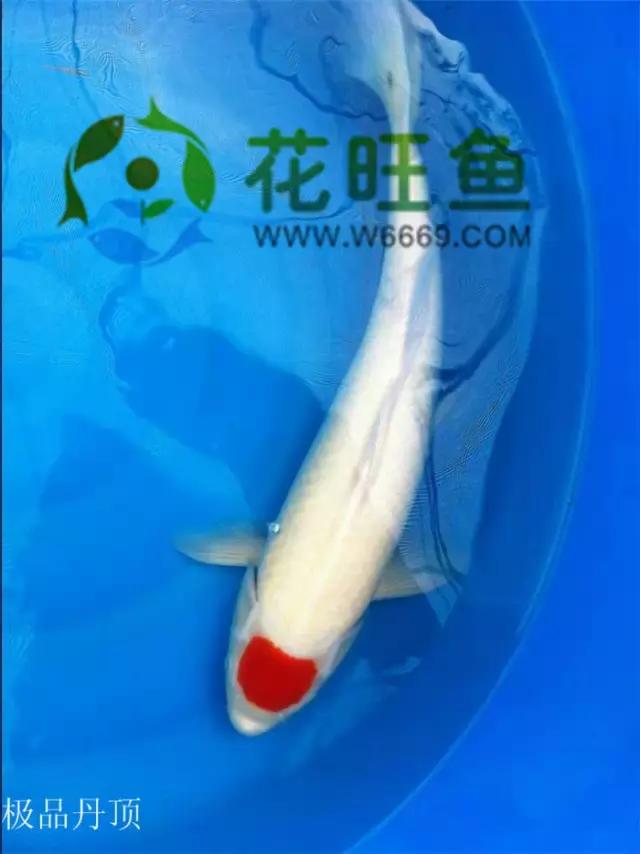 极品丹顶红,五色丹顶跟红白丹顶哪个贵