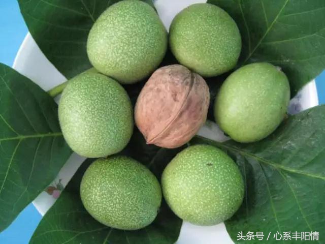 陇州青皮核桃正宗做法,青皮核桃四川和陕西哪里的好吃