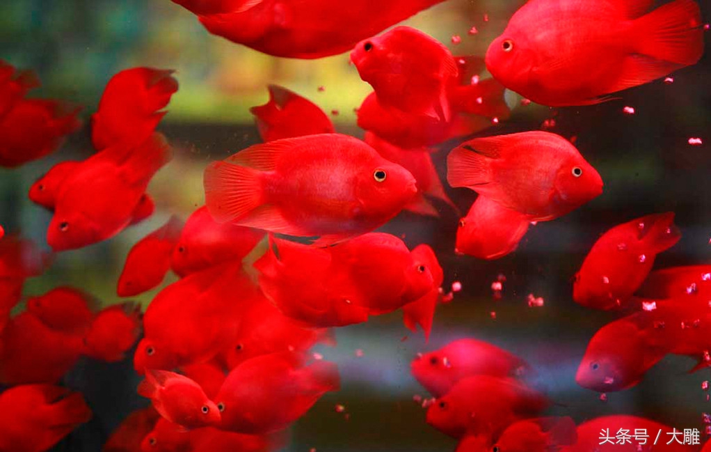 养鱼池鱼病如何防治,养鱼病了怎么处理