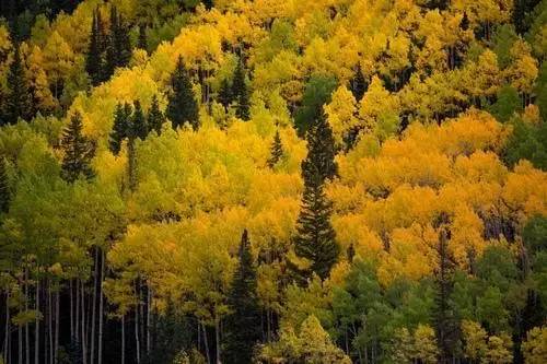 枫叶旅游拍照技巧,春季赏枫叶拍照技巧