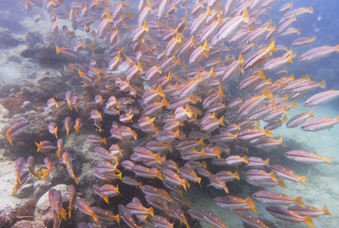 马来西亚仙本那潜水证怎么考,马来西亚仙本那潜水证要钱吗