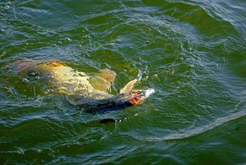 老钓友窝料,老中医钓鱼窝料的绝密配方