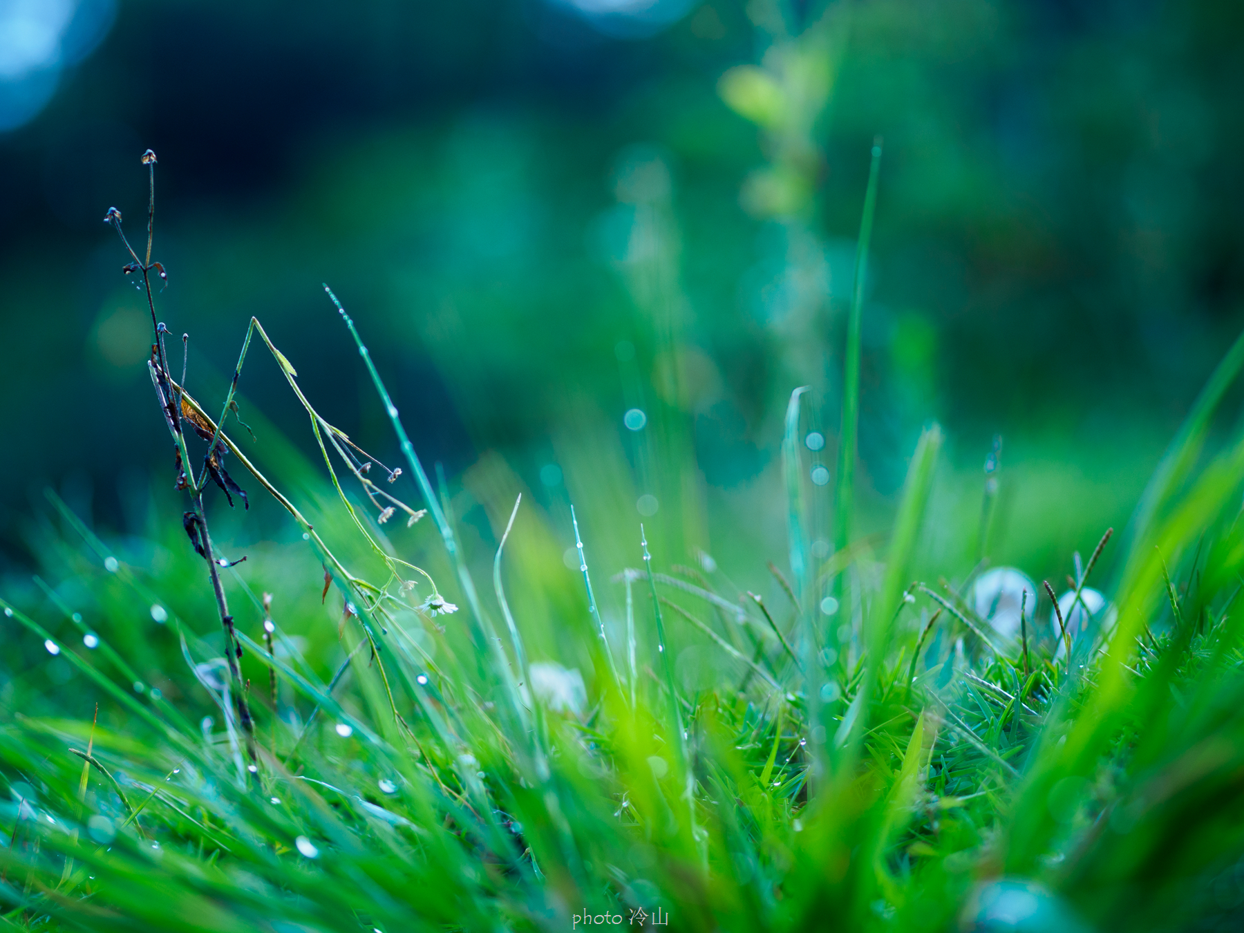 华顶千年杜鹃林,天台山石梁瀑布华顶杜鹃